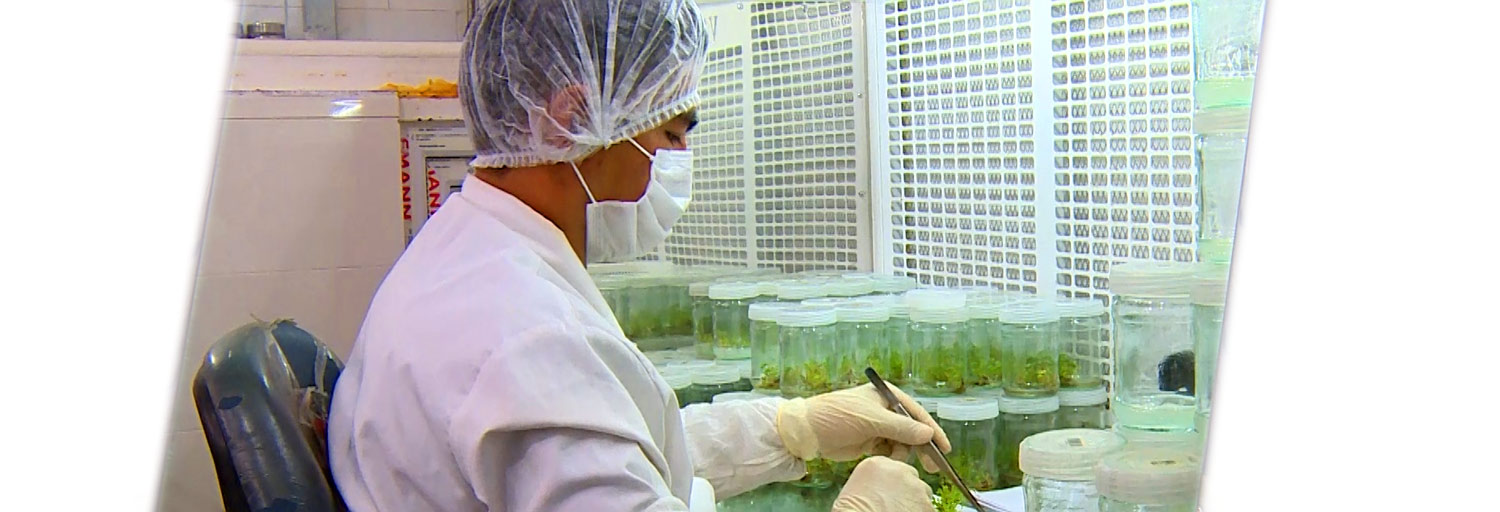 نسل جدید درختان میوه اصلاح شده پیوندی غیر تراریخته،نهال میوه،خرید درخت میوه،فروش نهال میوه